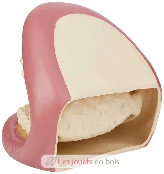 Riesiges Dental-Demonstrationsset - TickiT 2 Riesiges Dental-Demonstrationsset - TickiT – Bild 2