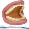 Riesiges Dental-Demonstrationsset - TickiT