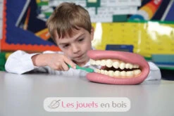 Riesiges Dental-Demonstrationsset - TickiT 10 Riesiges Dental-Demonstrationsset - TickiT -Modell Spielzeug Für Kinder 03083 tickit kit geant demonstration dentaire machoire dents 4