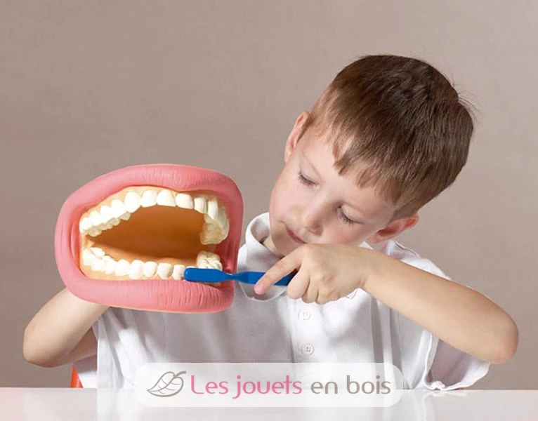 Riesiges Dental-Demonstrationsset - TickiT 4 Riesiges Dental-Demonstrationsset - TickiT – Bild 4