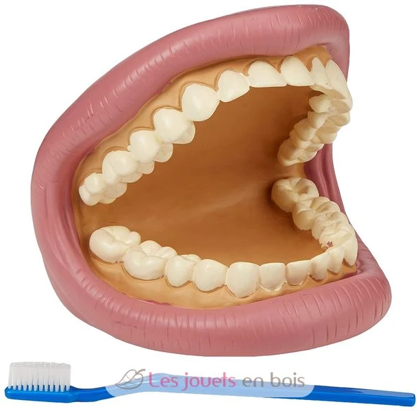 Riesiges Dental-Demonstrationsset - TickiT 1 Riesiges Dental-Demonstrationsset - TickiT