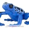 Äquatorial-blauen Frosch - Papo