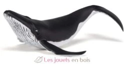 Buckelwal-Kalb - Papo