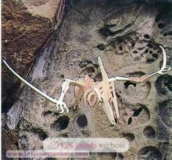 Holzbausatz Pteranodon - Bones & More